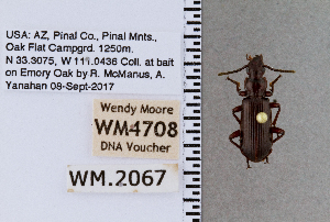  ( - DNA4708)  @11 [ ] Unspecified (default): All Rights Reserved  Unspecified University of Arizona, Insect Collection