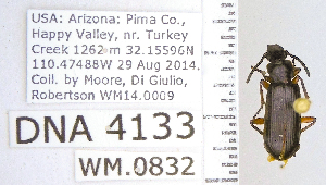  ( - DNA4133)  @11 [ ] Unspecified (default): All Rights Reserved  Unspecified University of Arizona, Insect Collection