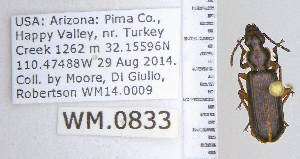  ( - DNA4134)  @11 [ ] Unspecified (default): All Rights Reserved  Unspecified University of Arizona, Insect Collection