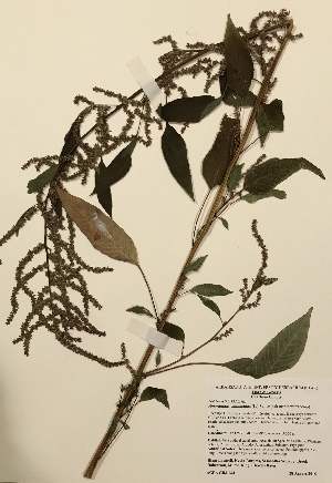  (Amaranthus cannabinus - GPAGA 134)  @11 [ ] Copyright (2018) Columbus State University Columbus State University