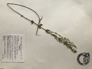  (Scutellaria racemosa - GPAGA 275)  @11 [ ] Copyright (2017) Columbus State University Columbus State University