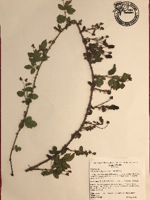  (Rubus argutus - GPAGA 283)  @11 [ ] Copyright (2017) Columbus State University Columbus State University