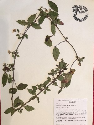  (Rubus trivialis - GPAGA 445)  @11 [ ] Copyright (2017) Columbus State University Columbus State University