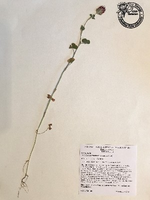  (Trifolium incarnatum - GPAGA 481)  @11 [ ] Copyright (2017) Columbus State University Columbus State University
