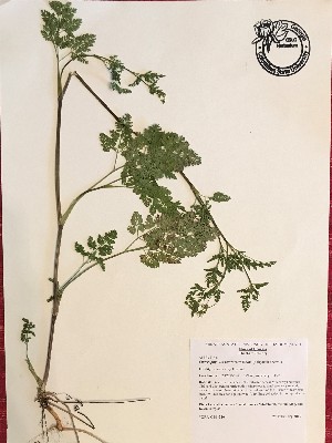  (Chaerophyllum tainturieri - GPAGA 516)  @11 [ ] Copyright (2017) Columbus State University Columbus State University
