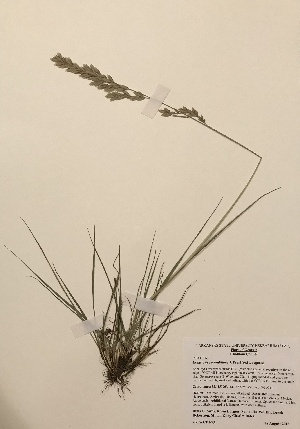  (Eragrostis secundiflora - GPAGA 73)  @11 [ ] Copyright (2018) Columbus State University Columbus State University