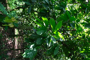  ( - RDS47)  @11 [ ] Attribution Non-Commercial Share-Alike (2025) Jacqueline Kumadoh A Rocha Ghana