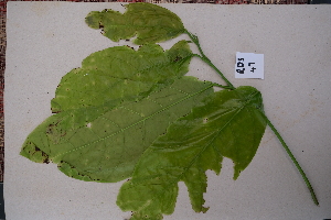  ( - RDS47)  @11 [ ] Attribution Non-Commercial Share-Alike (2025) Jacqueline Kumadoh A Rocha Ghana