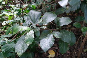  ( - RDS73)  @11 [ ] Attribution Non-Commercial Share-Alike (2025) Jacqueline Kumadoh A Rocha Ghana