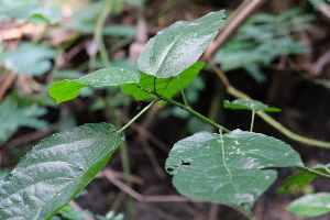  ( - RDS75)  @11 [ ] Attribution Non-Commercial Share-Alike (2025) Jacqueline Kumadoh A Rocha Ghana