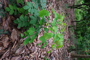  ( - RDS136)  @11 [ ] Attribution Non-Commercial Share-Alike (2025) Jacqueline Kumadoh A Rocha Ghana