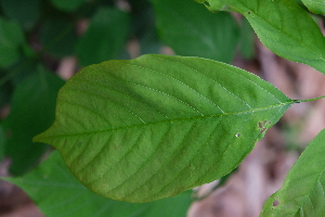  ( - RDS136)  @11 [ ] Attribution Non-Commercial Share-Alike (2025) Jacqueline Kumadoh A Rocha Ghana