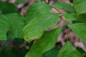  (Millettia zechiana - RDS136)  @11 [ ] Attribution Non-Commercial Share-Alike (2025) Jacqueline Kumadoh A Rocha Ghana