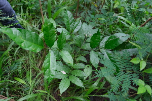  ( - RDS146)  @11 [ ] Attribution Non-Commercial Share-Alike (2025) Jacqueline Kumadoh A Rocha Ghana