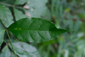  ( - RDS146)  @11 [ ] Attribution Non-Commercial Share-Alike (2025) Jacqueline Kumadoh A Rocha Ghana