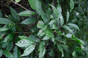  ( - RDS150)  @11 [ ] Attribution Non-Commercial Share-Alike (2025) Jacqueline Kumadoh A Rocha Ghana