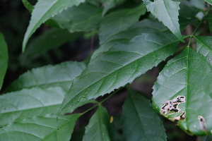  ( - RDS150)  @11 [ ] Attribution Non-Commercial Share-Alike (2025) Jacqueline Kumadoh A Rocha Ghana