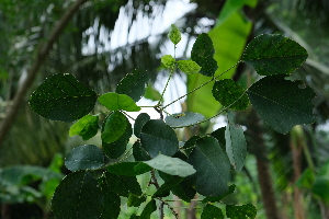  ( - RDS182)  @11 [ ] Attribution Non-Commercial Share-Alike (2025) Jacqueline Kumadoh A Rocha Ghana