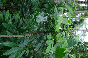  ( - RDS184)  @11 [ ] Attribution Non-Commercial Share-Alike (2025) Jacqueline Kumadoh A Rocha Ghana