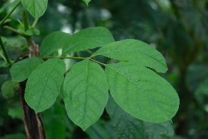  ( - RDS184)  @11 [ ] Attribution Non-Commercial Share-Alike (2025) Jacqueline Kumadoh A Rocha Ghana