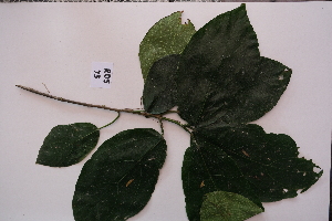  ( - RDS73)  @11 [ ] Attribution Non-Commercial Share-Alike (2025) Jacqueline Kumadoh A Rocha Ghana