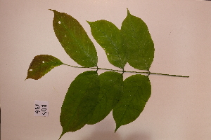  ( - RDS136)  @11 [ ] Attribution Non-Commercial Share-Alike (2025) Jacqueline Kumadoh A Rocha Ghana