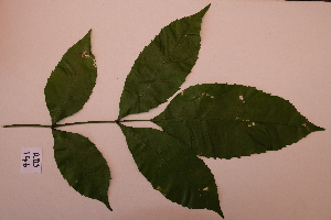  ( - RDS146)  @11 [ ] Attribution Non-Commercial Share-Alike (2025) Jacqueline Kumadoh A Rocha Ghana