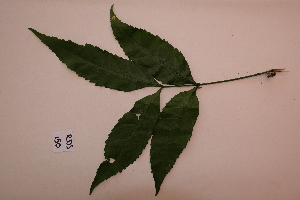  ( - RDS150)  @11 [ ] Attribution Non-Commercial Share-Alike (2025) Jacqueline Kumadoh A Rocha Ghana