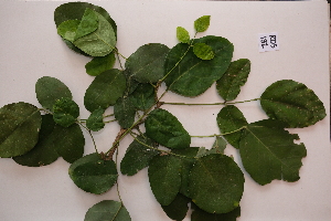  ( - RDS182)  @11 [ ] Attribution Non-Commercial Share-Alike (2025) Jacqueline Kumadoh A Rocha Ghana