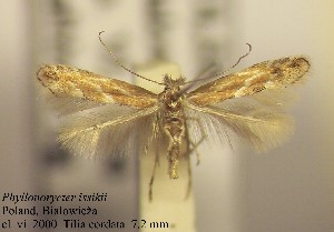  ( - B04issik)  @13 [ ] Copyright (2010) Zdenek Lastuvka Research Collection of Ales Lastuvka