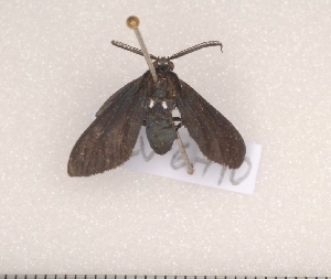  (Psoloptera leucosticta - CLV6710)  @12 [ ] Copyright (2010) Carlos Lopez-Vaamonde Institut National de la Recherche Agronomique, Orleans, Forestry Zoology