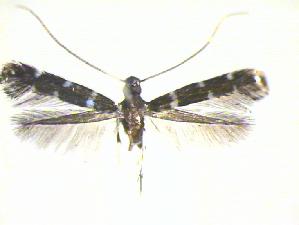  (Dendroryctes marmaroides - CLV21507)  @13 [ ] Copyright (2010) Jurate de Prins Research Collection of W. and J. De Prins