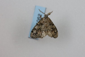  ( - CLV41062)  @11 [ ] CreativeCommons  Attribution Non-Commercial Share-Alike (2021) Carlos Lopez Vaamonde Institut National de la Recherche Agronomique, Zoologie Forestiere