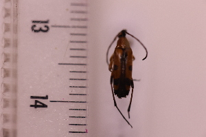  ( - CLV41748)  @11 [ ] CreativeCommons  Attribution Non-Commercial Share-Alike (2021) Carlos Lopez Vaamonde Institut National de la Recherche Agronomique, Zoologie Forestiere