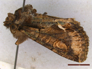  ( - CLV44368)  @11 [ ] CreativeCommons  Attribution Non-Commercial Share-Alike (2022) Carlos Lopez Vaamonde Institut National de la Recherche Agronomique, Zoologie Forestiere