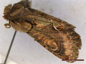  ( - CLV44371)  @11 [ ] CreativeCommons  Attribution Non-Commercial Share-Alike (2022) Carlos Lopez Vaamonde Institut National de la Recherche Agronomique, Zoologie Forestiere