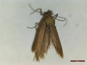  ( - CLV44554)  @11 [ ] CreativeCommons  Attribution Non-Commercial Share-Alike (2023) Carlos Lopez Vaamonde Institut National de la Recherche Agronomique, Zoologie Forestiere