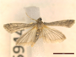  ( - CLV45944)  @11 [ ] CreativeCommons  Attribution Non-Commercial Share-Alike (2023) Carlos Lopez-Vaamonde Museum National d'Histoire Naturelle, Paris