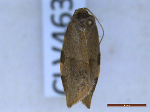  ( - CLV46325)  @11 [ ] CreativeCommons  Attribution Non-Commercial Share-Alike (2023) Carlos Lopez-Vaamonde Museum National d'Histoire Naturelle, Paris