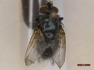  ( - CLV48216)  @11 [ ] CreativeCommons  Attribution Non-Commercial Share-Alike (2024) Carlos Lopez Vaamonde Institut National de la Recherche Agronomique, Zoologie Forestiere