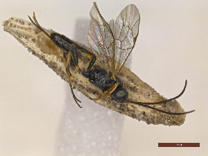  ( - CLV48220)  @11 [ ] CreativeCommons  Attribution Non-Commercial Share-Alike (2024) Carlos Lopez Vaamonde Institut National de la Recherche Agronomique, Zoologie Forestiere