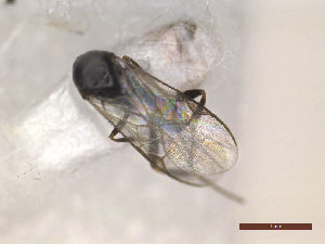  ( - CLV48223)  @11 [ ] CreativeCommons  Attribution Non-Commercial Share-Alike (2024) Carlos Lopez Vaamonde Institut National de la Recherche Agronomique, Zoologie Forestiere