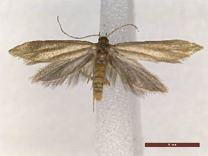  ( - CLV48243)  @11 [ ] CreativeCommons  Attribution Non-Commercial Share-Alike (2024) Carlos Lopez Vaamonde Institut National de la Recherche Agronomique, Zoologie Forestiere