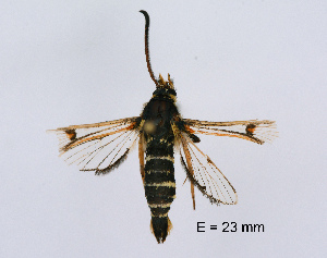  ( - CLV48272)  @11 [ ] CreativeCommons  Attribution Non-Commercial Share-Alike (2024) Carlos Lopez Vaamonde Institut National de la Recherche Agronomique, Zoologie Forestiere