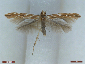  ( - CLV4831024)  @11 [ ] CreativeCommons  Attribution Non-Commercial Share-Alike (2024) Carlos Lopez Vaamonde Institut National de la Recherche Agronomique, Zoologie Forestiere