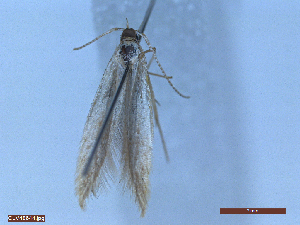  ( - CLV48644)  @11 [ ] CreativeCommons  Attribution Non-Commercial Share-Alike (2024) Carlos Lopez Vaamonde Institut National de la Recherche Agronomique, Zoologie Forestiere