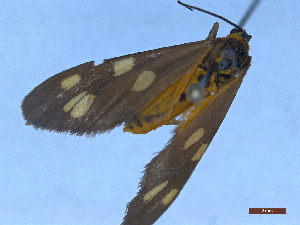  ( - CLV48730)  @11 [ ] CreativeCommons  Attribution Non-Commercial Share-Alike (2024) Carlos Lopez Vaamonde Institut National de la Recherche Agronomique, Zoologie Forestiere