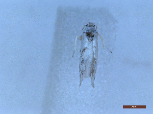  ( - CLV48746)  @11 [ ] CreativeCommons  Attribution Non-Commercial Share-Alike (2024) Carlos Lopez Vaamonde Institut National de la Recherche Agronomique, Zoologie Forestiere