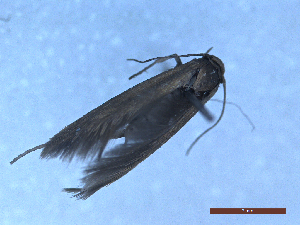  ( - CLV48786)  @11 [ ] CreativeCommons  Attribution Non-Commercial Share-Alike (2024) Carlos Lopez Vaamonde Institut National de la Recherche Agronomique, Zoologie Forestiere