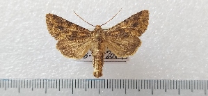  ( - CLV49498)  @11 [ ] CreativeCommons  Attribution Non-Commercial Share-Alike (2025) Carlos Lopez Vaamonde Institut National de la Recherche Agronomique, Zoologie Forestiere